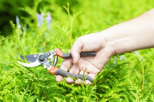 Estimator taking measurements for a hedge trimming quote