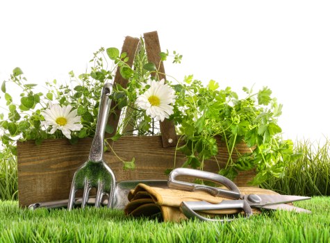 A neatly maintained garden scene featuring a wooden garden bed filled with lush green plants and flowers, including white daisies, situated on a well-kept grassy lawn. In front of the bed, there are gardening tools such as a small hand rake, pruning shears, and gardening gloves, arranged neatly on the grass. The background shows additional greenery, possibly trees or bushes, under natural daylight conditions, suggesting a healthy, outdoor landscaped area typical of a suburban garden in Walthamstow. The scene reflects a tidy, well-cared-for outdoor space, suitable for gardening services focused on hedge trimming, lawn care, and general landscape maintenance in the local area. The overall environment indicates ongoing gardening work or preparation for garden maintenance, aligning with the services offered by Hedge Trimming Walthamstow.